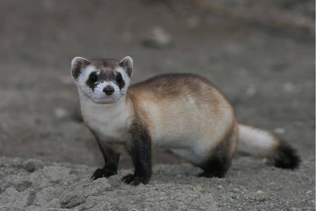 Black-footed ferret.