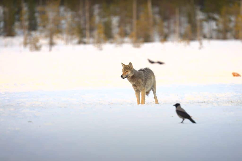 A lone wolf with ravens and crows.