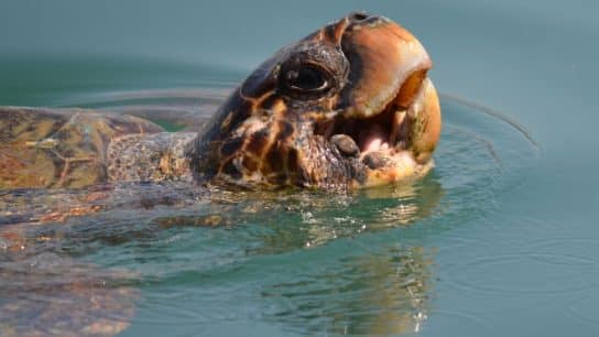 A Look at Some of the Most Endangered Species in the US