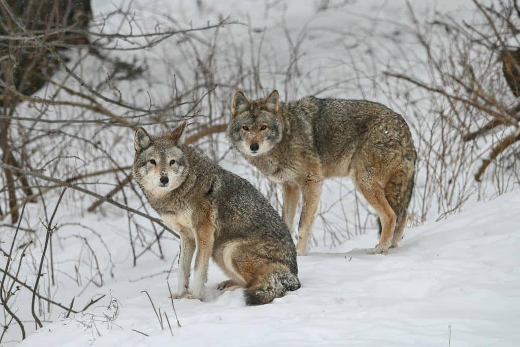 Two wolves in Mont-Tremblant, QC, Canada.