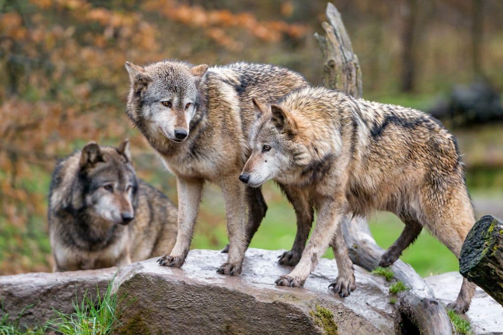 Three brown wolves on a log.