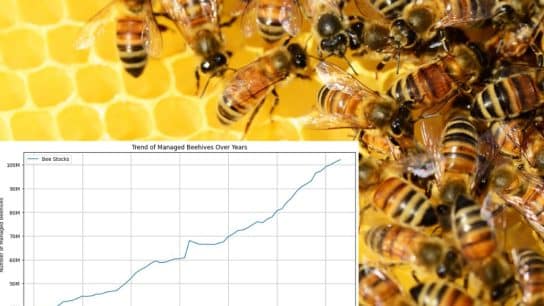 Bees Are Not Declining Everywhere: A Global Perspective on Population Trends