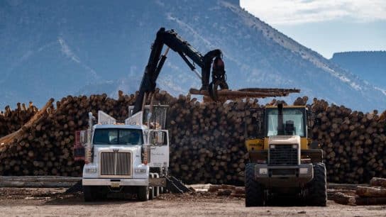 Trump’s Push to Expand Logging Is A Major Threat to US Forests and Wildlife