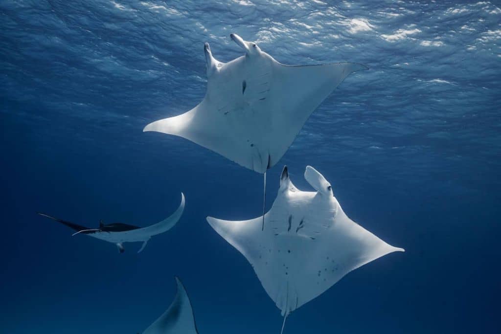 Diving with manta rays in Cocos (Keeling) Islands, Australia.