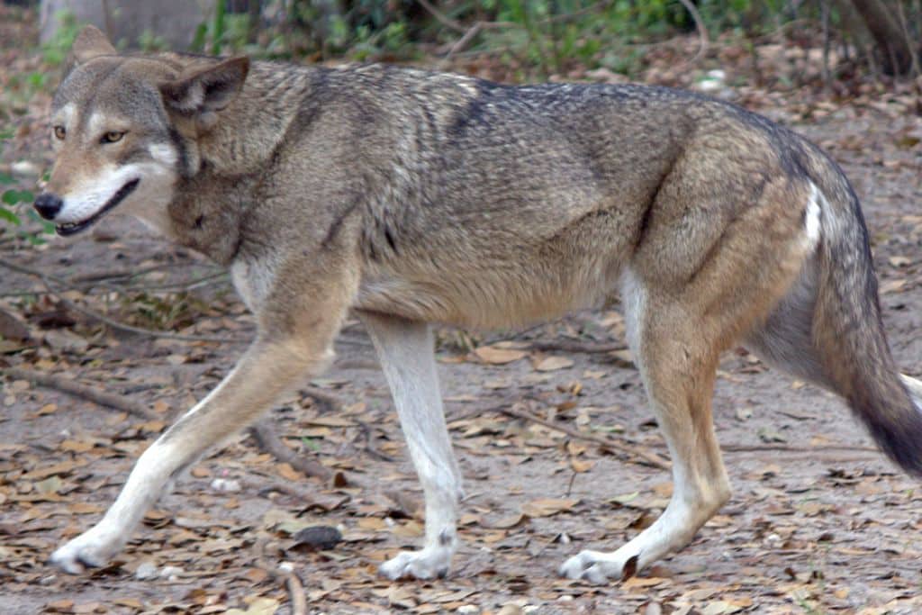 A red wolf in the wild.