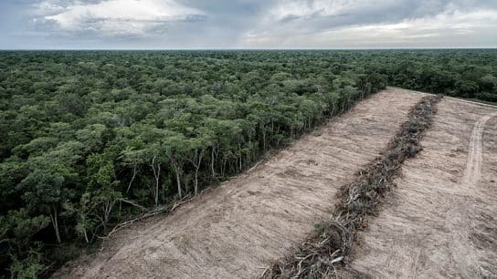 How Does Deforestation Affect the Environment?