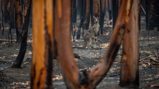 Newly Elected Australia Government Puts Climate Change at the Forefront