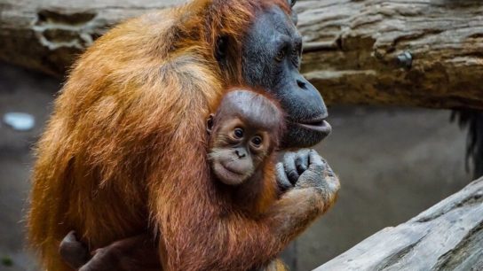 10 of the World’s Most Endangered Animals
