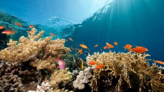 Ocean Literacy Is the Key to Human Security