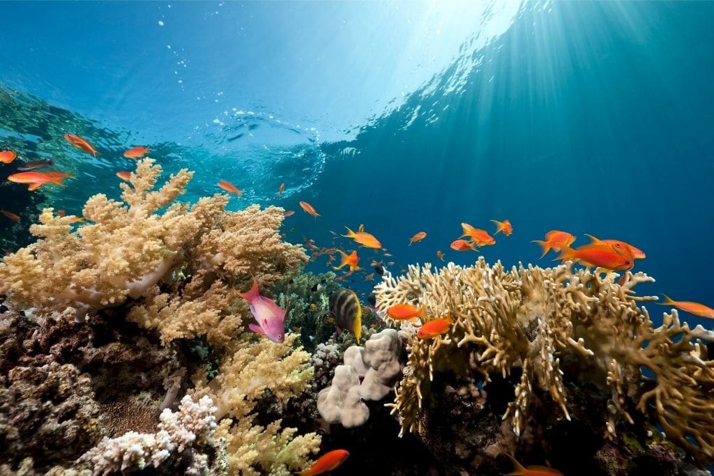 Ocean Literacy Is the Key to Human Security