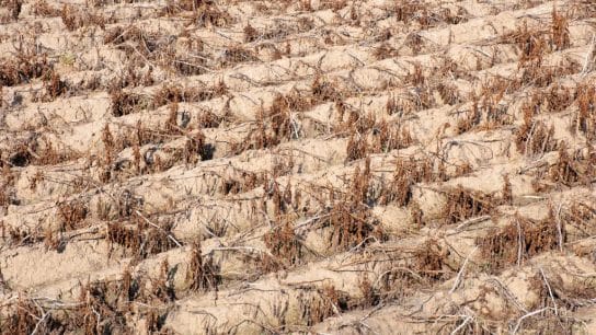 Climate Change Made ‘Bonkers’ Central Asia Heatwave Up to 10C Hotter: Report