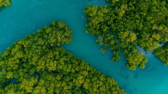 Protecting Our Frontline Defenders: The Case for Mangrove Conservation