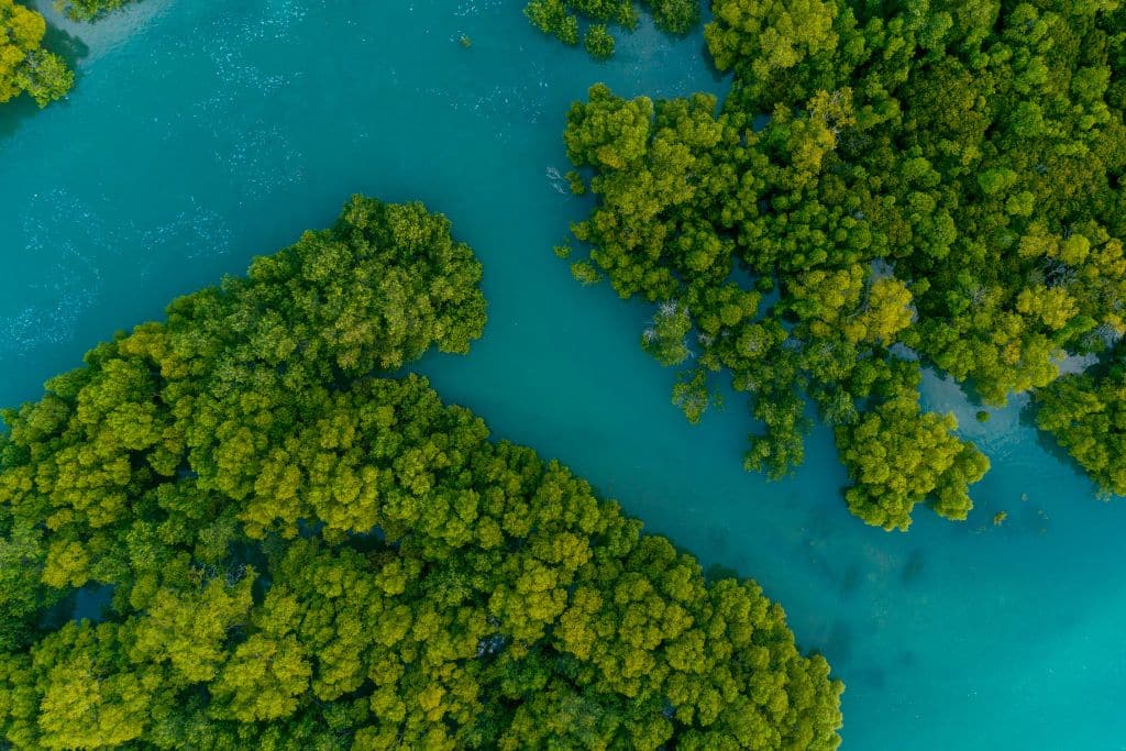 Protecting Our Frontline Defenders: The Case for Mangrove Conservation