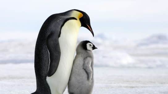 All You Need to Know About Endangered Penguin Species