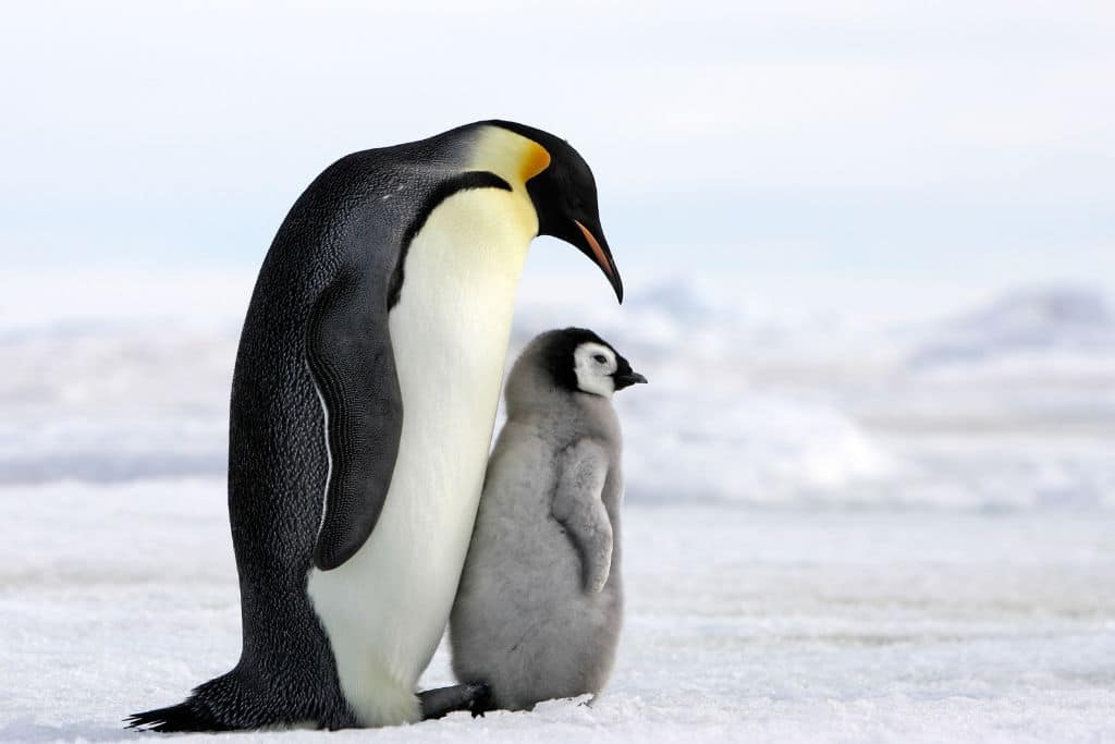 All You Need to Know About Endangered Penguin Species