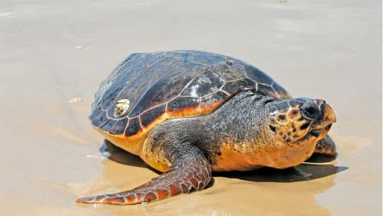 Trump Administration to Strip Endangered Species’ Protections