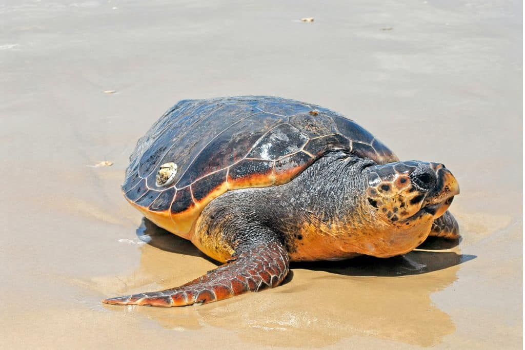 Trump Administration to Strip Endangered Species’ Protections