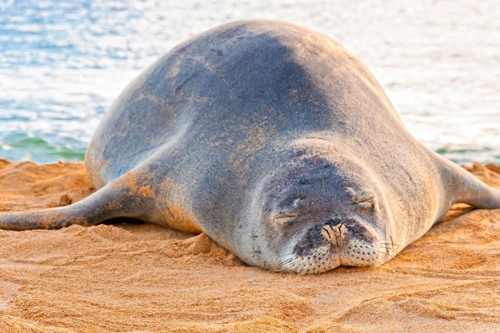 Hawaiian Monk Seal; marine species sea level rise