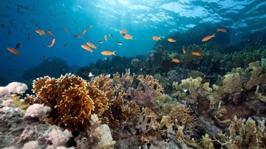 What Was Achieved at the UN Ocean Conference in France?