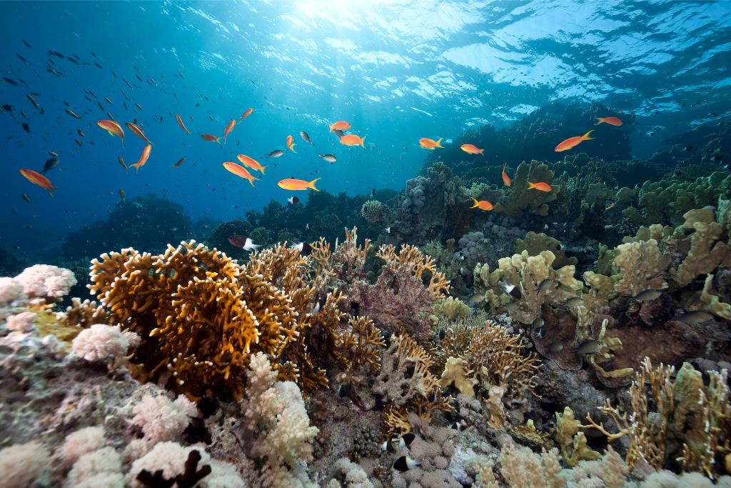 ‘Wrong Move at the Wrong Time’: Trump’s Pacific Monument Fishing Reversal Raises Alarm For Biodiversity and Island Nations 