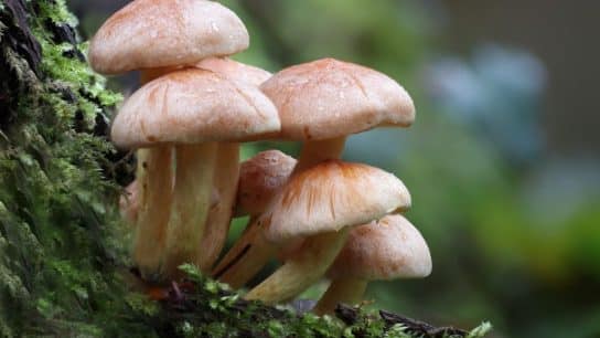 Nearly 1 in 3 Studied Fungi Threatened With Extinction From Deforestation, Climate Change