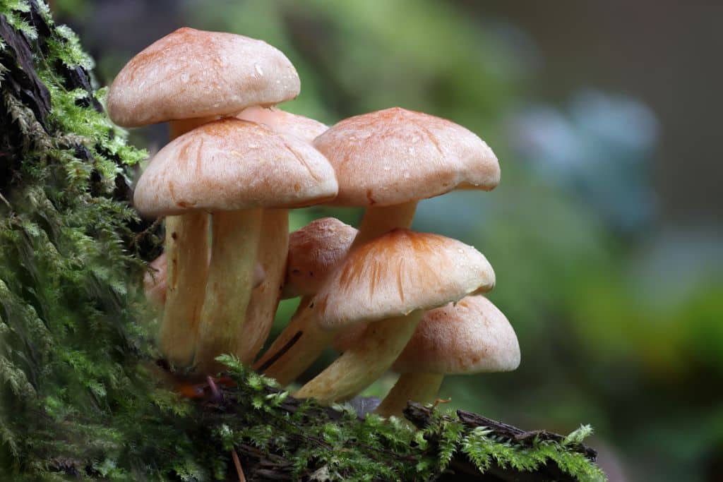 Nearly 1 in 3 Studied Fungi Threatened With Extinction From Deforestation, Climate Change