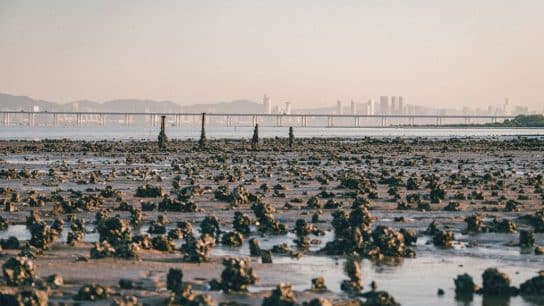 The Nature Conservancy Urges Hong Kong Government to Prioritize Marine Conservation, Oyster Reef Restoration