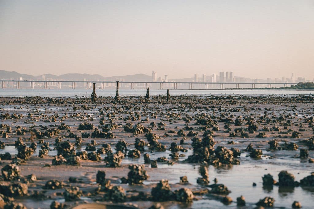 abandoned oyster farm in Hong Kong; hong kong oyster. Photo: Derek Tang