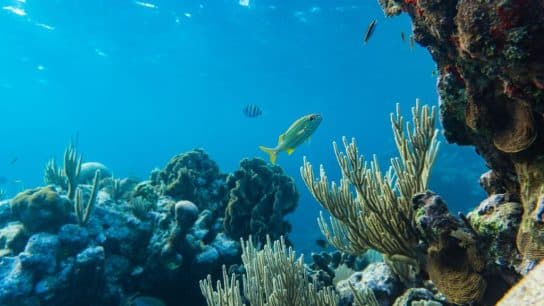 The ITLOS Advisory Opinion Is a Stringent Call for Due-Diligence for Climate Impacts on Oceans