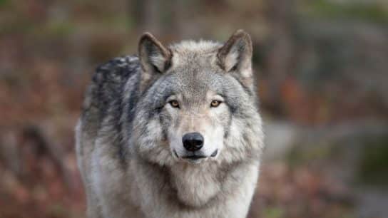 How Wolves Help Safeguard Ecosystems And What We Can Do to Protect Them