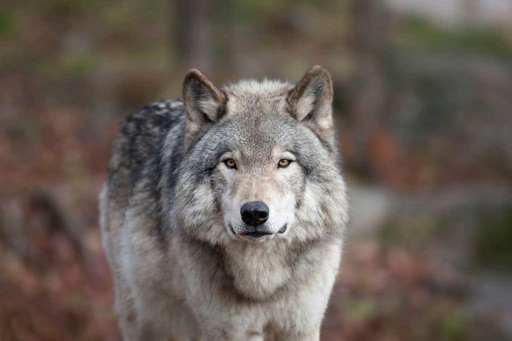 How Wolves Help Safeguard Ecosystems And What We Can Do to Protect Them