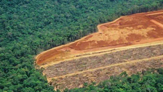Environmental Crimes in the Amazon Region Often Have Financial Ties to the US, Report Finds