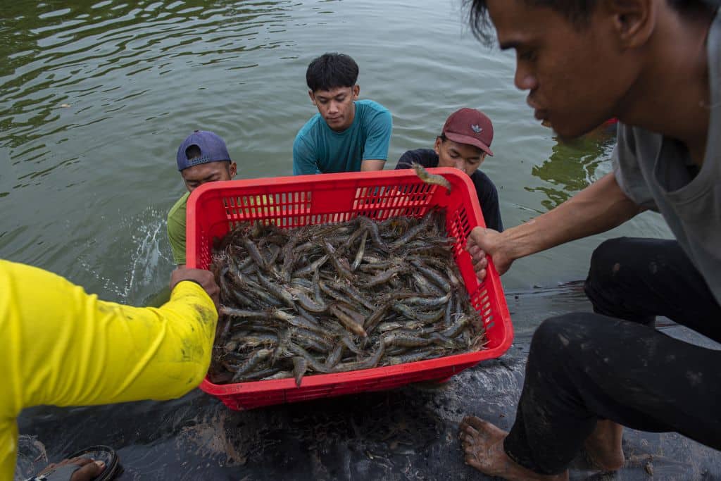Shrimp farming in Indonesia.