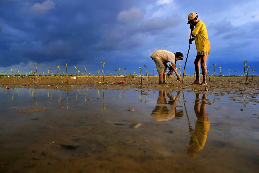 Two people planting mangrove seeds in Indonesia.
