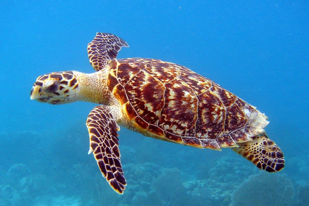 The endangered hawksbill turlte.